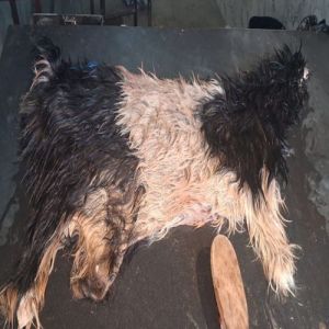 Goat Skins