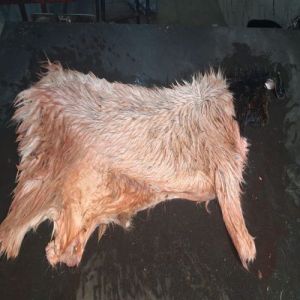 Goat Skins
