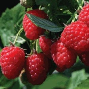 Healthy Raspberry Tissue Culture Plants