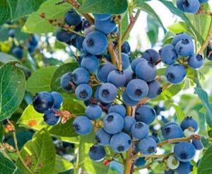 Premium Blueberry Tissue Culture Plants