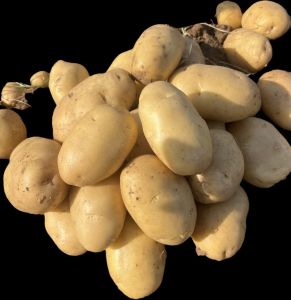 Pukhraj Potato
