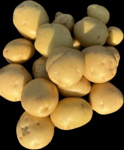Yellow Khyati Potatoes