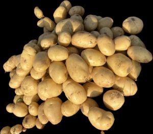Pukhraj Potato