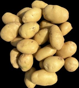 Pukhraj Potato