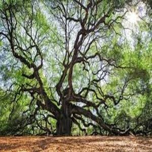 Ancient Spreading Branch Forest Oak Tree