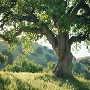 Ancient Trunk Meadow Oak Tree