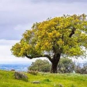 Golden Crown Lean Trunk Oak Tree