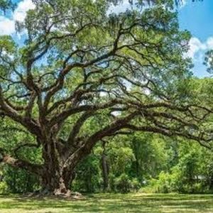 Grand Wide Branch Ancient Oak Tree