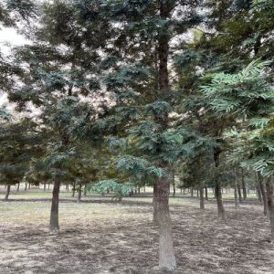 Healthy Plantation Grade Silver Oak Trees