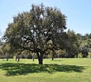Natural Shade Open Field Oak Tree