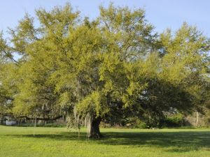 Premium Mature Oak Tree for Landscaping