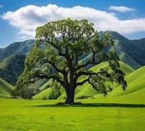 Spreading Crown Valley Oak Tree