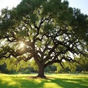 Sunlit Spreading Canopy Oak Tree