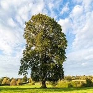 Tall Upright Field Grown Oak Tree