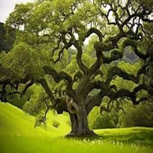 Twisting Branch Meadow Oak Tree