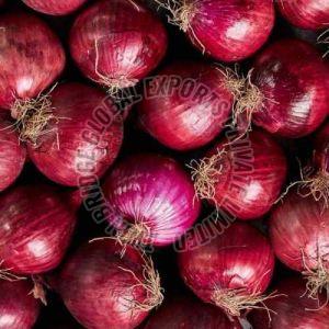 Fresh Red Onion