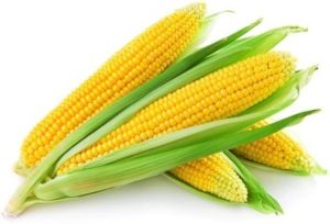 Yellow Fresh Maize Corn