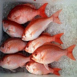 Frozen Red Snapper Fish
