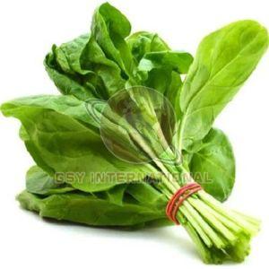 A Grade Fresh Green Spinach