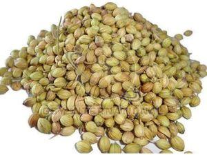 Coriander Seeds