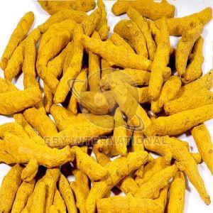 Dry Turmeric Finger