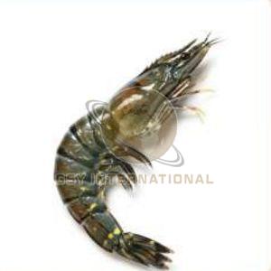 Frozen Black Tiger Shrimp