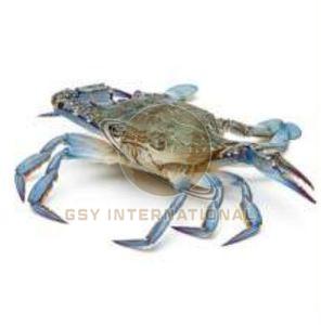 Frozen Blue Swim Crab