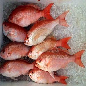 Frozen Red Snapper Fish