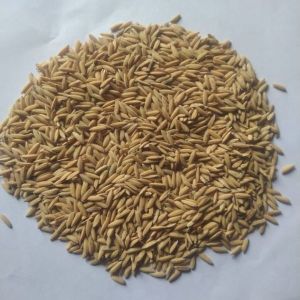 Natural Paddy Seeds