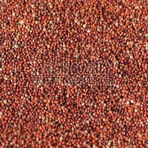 Finger Millet Seeds