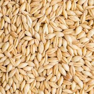 Dried Barley Seeds