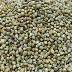 Indian Pearl Green Millet Seeds