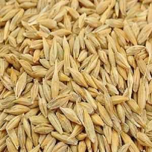 Organic Barley Seeds