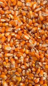 Yellow Maize