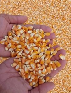 Yellow Maize