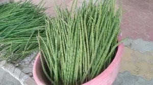 B Grade Green Drumstick