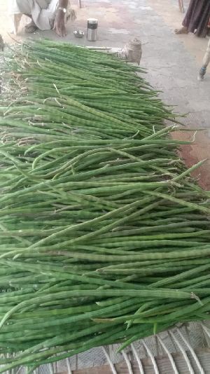 B Grade Green Drumstick