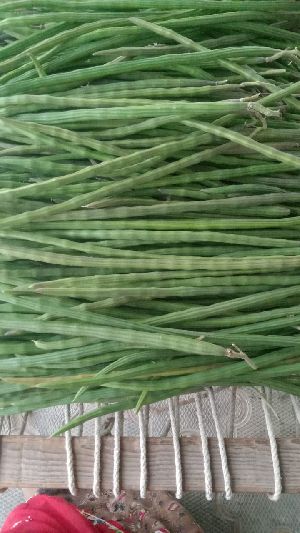 B Grade Green Drumstick