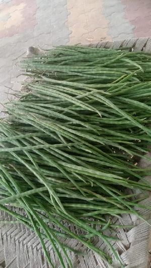 B Grade Green Drumstick
