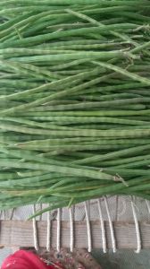 A Grade Green Drumstick