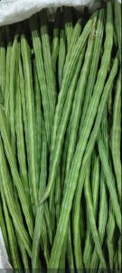 A Grade Green Drumstick