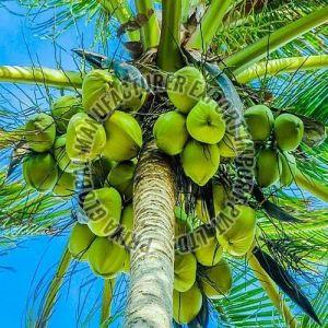 Fresh Tender Coconut