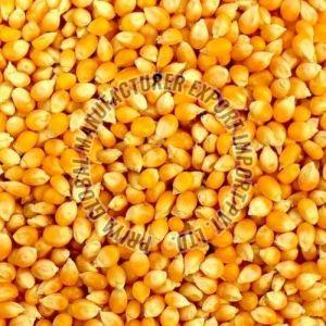 Yellow Maize Seeds