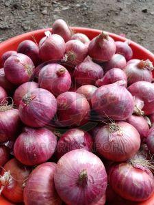 Fresh Red Onion