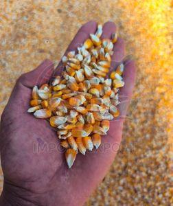 Yellow Maize Seeds