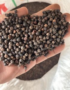 Black Pepper Seeds