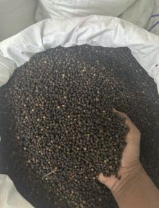 Black Pepper Seeds