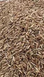 Cumin Seed Jeera