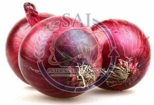 45mm Premium Quality Nashik Red Onion