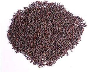 Black Mustard Seeds